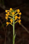 Crested yellow orchid